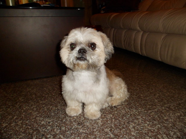 Charlie - Shih Tzu Dog