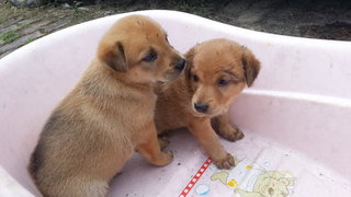 Puppies - Mixed Breed Dog