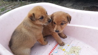 Puppies - Mixed Breed Dog