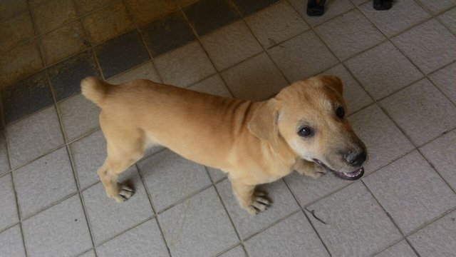 Minnie - Dachshund Mix Dog