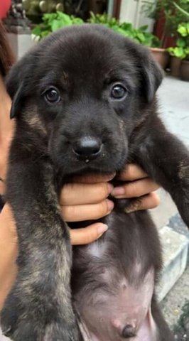 Little Black - Mixed Breed Dog