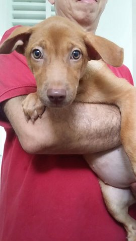 Hazel - Weimaraner Mix Dog