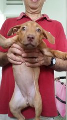 Hazel - Weimaraner Mix Dog