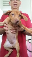 Hazel - Weimaraner Mix Dog