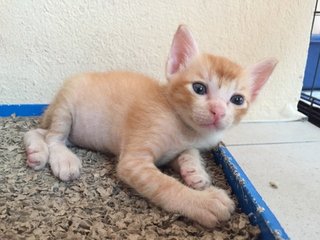 Curly - Domestic Short Hair Cat