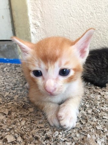 Curly - Domestic Short Hair Cat