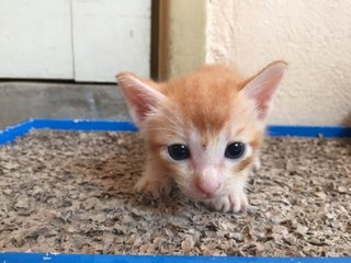 Curly - Domestic Short Hair Cat