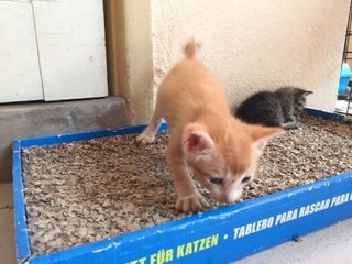 Curly - Domestic Short Hair Cat