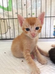 Curly - Domestic Short Hair Cat