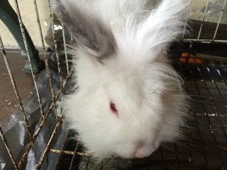 Fluffy - Florida White Rabbit