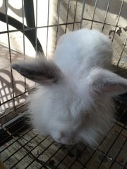 Fluffy - Florida White Rabbit