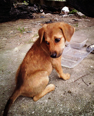 Holy - Mixed Breed Dog