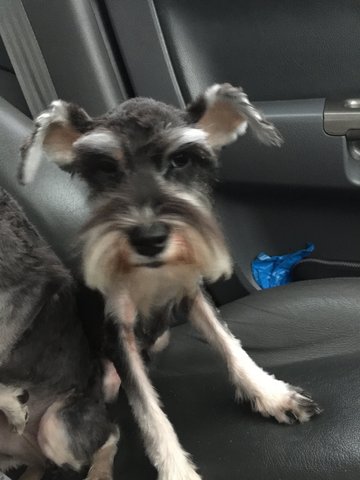 Annabelle - Schnauzer Dog