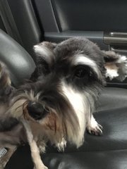 Annabelle - Schnauzer Dog