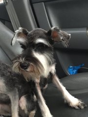 Annabelle - Schnauzer Dog