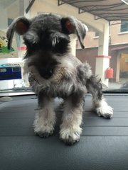 Annabelle - Schnauzer Dog