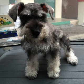 Annabelle - Schnauzer Dog