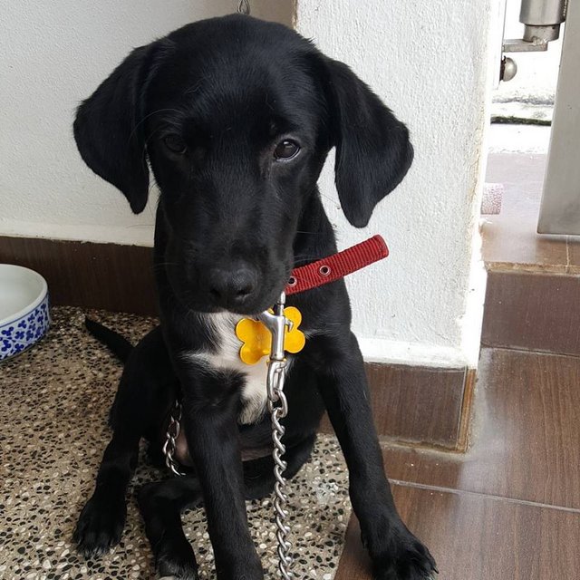 Dd - Labrador Retriever Mix Dog
