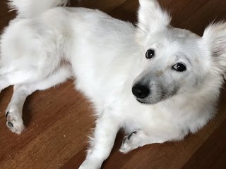 Miya  - Spitz + Shih Tzu Dog