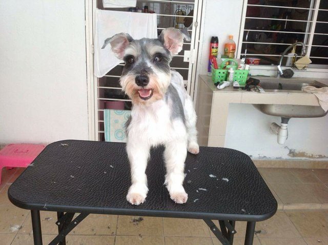 Lucky  - Schnauzer Dog