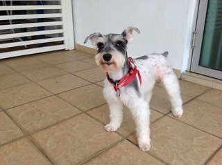 Lucky  - Schnauzer Dog