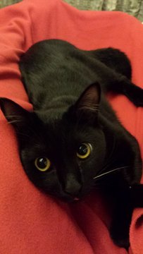 Mani - Bombay Cat