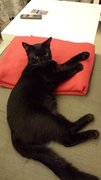 Mani - Bombay Cat