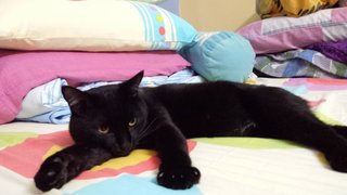 Mani - Bombay Cat