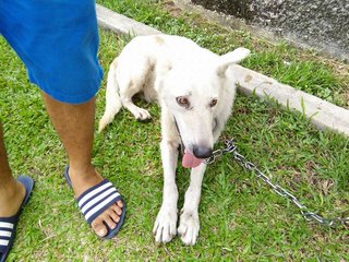 No Name - White German Shepherd Dog