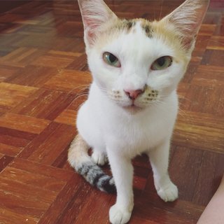 Lucy - Calico + Domestic Short Hair Cat