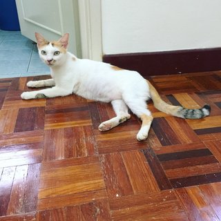 Lucy - Calico + Domestic Short Hair Cat