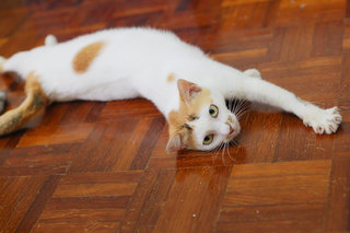 Lucy - Calico + Domestic Short Hair Cat