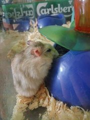 Hamster Foc - Syrian / Golden Hamster Hamster