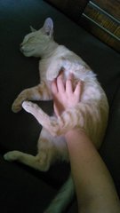 I love belly rubs!