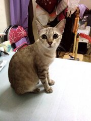 Tiger - Ocicat + Domestic Short Hair Cat