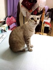 Tiger - Ocicat + Domestic Short Hair Cat