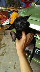 Black Baby - Mixed Breed Dog