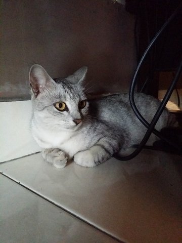 Female Gray Tabby - Tabby Cat