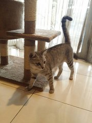 Female Gray Tabby - Tabby Cat