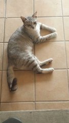 Female Gray Tabby - Tabby Cat