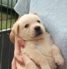 Buttershy - Golden Retriever Mix Dog