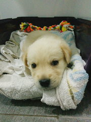 Buttershy - Golden Retriever Mix Dog