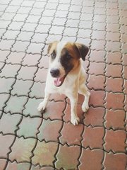 Milo - Saint Bernard Mix Dog