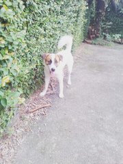 Milo - Saint Bernard Mix Dog