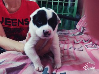 Panda (Ipoh) - Mixed Breed Dog