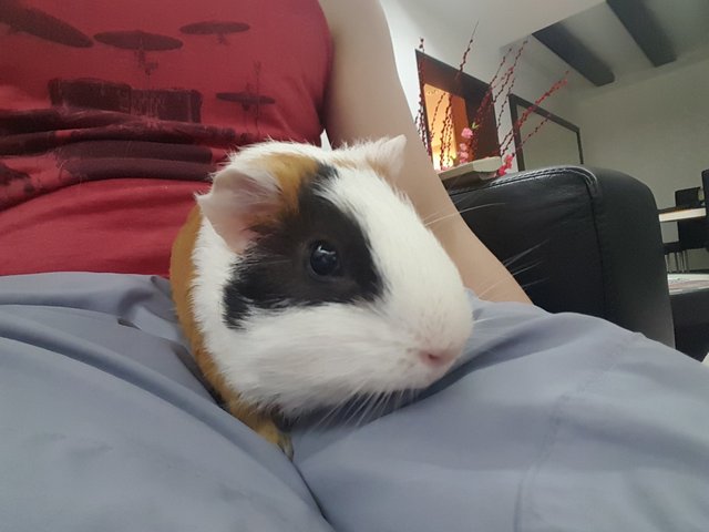 Pixie - Guinea Pig Small & Furry