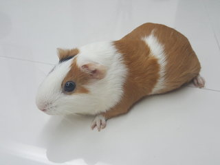 Pixie - Guinea Pig Small & Furry