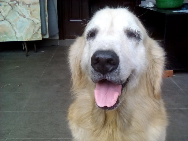 Koldie - Golden Retriever Dog