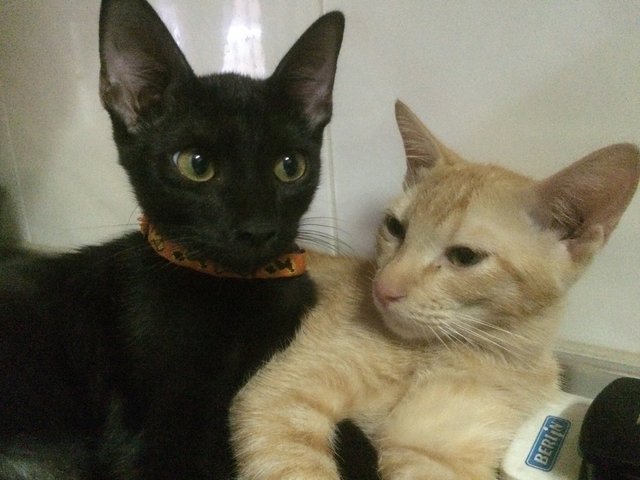 Dash &amp; Tommy  - Domestic Short Hair Cat