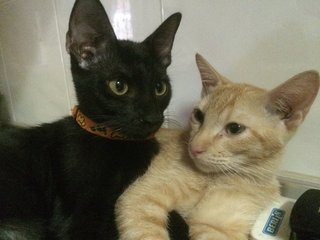 Dash &amp; Tommy  - Domestic Short Hair Cat